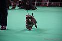 Crufts2011_2 1055